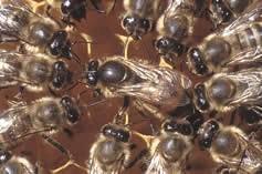 5Čebelja družina Čebela kot sama je nesposobna živeti samostojno, zato živi v čebelji družini. Ta je organizirana in deluje enotno kot super organizem.