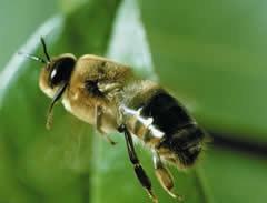5.3 Troti Troti so čebelji samci. Družine prično zrejati trote pozno pomladi. Število trotov v družini je odvisno od moči družine in velikosti trotovskega satja.
