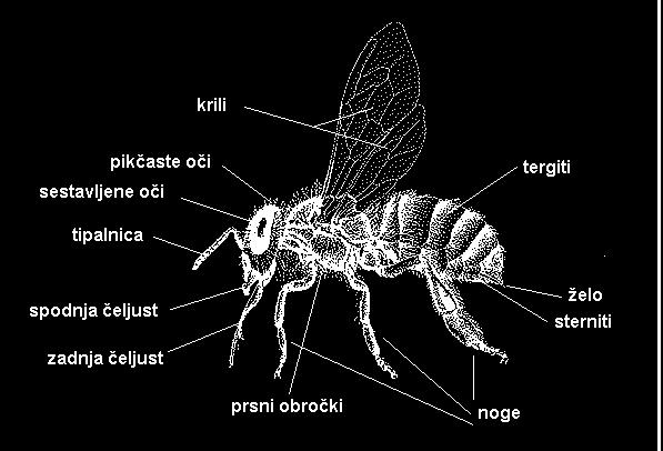 6Telesna zgradba čebele Čebele so majhne žuželke, ki so močno poraščene s posebno oblikovanimi dlačicami za nabiranje peloda, uvrščamo jih med kožekrilce.