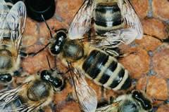 KRANJSKA ČEBELA (APIS MELLIFICA CARRIICA) Kranjska čebela je razširjena na Balkanu v severni Grčiji ter v porečju Donave (Bolgarija, Romunija, Madžarska), na severu Alp, na Koroškem, Štajerskem,