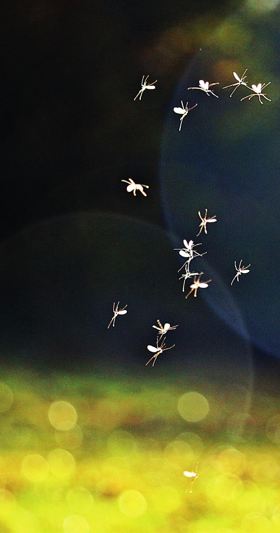 ZAKAJ JE POMEMBNO OMEJITI POPULACIJO TIGRASTEGA KOMARJA? Komarji zaradi nadležnih pikov že narekujejo naše življenje na prostem in v naravi.
