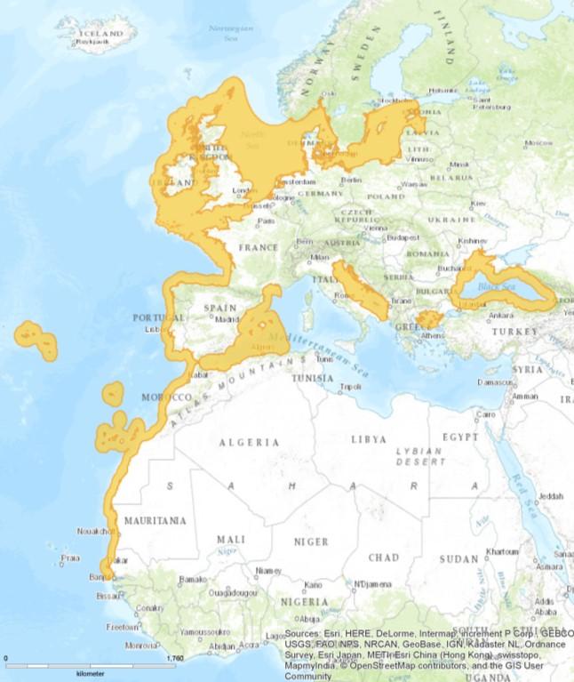 7 Slika 2: Areal sardele (2016) z manjkajočimi podatki za Sredozemsko morje (The IUCN Red List of Threatened Species, 2017). Večina sardel spolno dozori že v prvem letu.