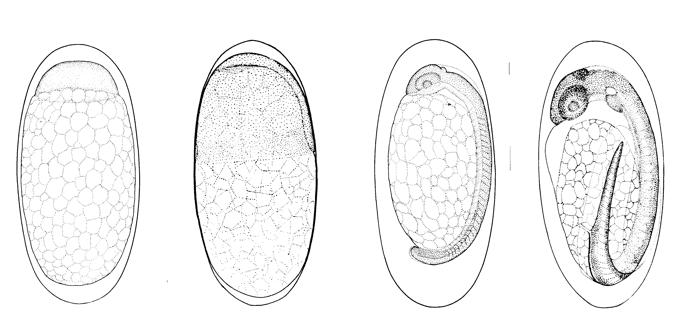 22 VI. VII. VIII. IX. stadij se začne z zaprtjem blastopore in konča z ločitvijo repa od rumenjakove vrečke. V očeh, ki zavzemajo polovico glave embrija, so vidne zenice.