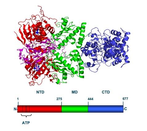 1.2.1. Protein toplotnega šoka90 Hsp90 Proteini toplotnega šoka so evolucijsko ohranjeni proteini, ki se nahajajo v različnih organizmih, vse od bakterij do sesalskih celic.