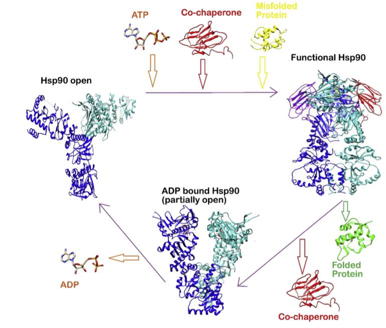 Hsp90 je ključen protein pri strukturiranju in vzdrževanju širokega spektra proteinov.