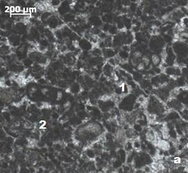 Slika 11a in 11b: MF - Č6: Packstone do grainstone s peloidi / biopelsparit-mikrosparit (presevna svetloba, vzporedni nikoli). Vzorec MNU 69. Legenda: 1 foraminifera, 2 polžki.