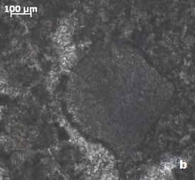 Vsi ostali mikrofaciesi so prisotni samo v enem vzorcu. Vrsta kamnine je skoraj pri vseh vzorcih apnenec, razen pri vzorcu MNU 65, kjer gre za dolomit in pri vzorcu MNU 72, ki je kremenov meljevec.