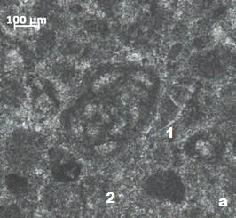 Slika 13a in 13b: MF - B1: Wackestone do packstone z algami in foraminiferami / pelbiomikrosparit (presevna svetloba, vzporedni nikoli). Levo vzorec MNU 47, desno vzorec MNU 49.
