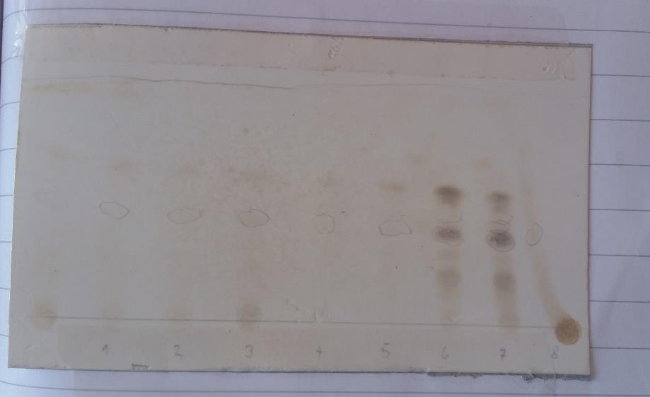 Slika 9: TLC kromatogram frakcij EO Citri Aetheroleum (pridobljenih z destilacijo) orošen z žveplovo (VII) kislino Iz razvitih kromatogramov v mobilni fazi etilacetat : heksan = 1 : 9 smo izračunali