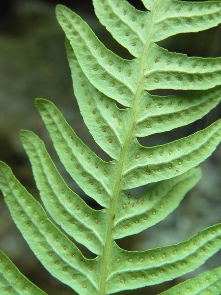 NAVADNA SLADKA KORENINICA Listi temno zeleni, do 40cm, enostavni, izraščajo iz plazeče se korenike. Listni pecelj svetlo zelen, tako dolg kot enktrat pernato deljena listna ploskev.