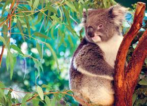 Koala Očarljiv medvedu podoben vrečar jé predvsem mlade vršičke evkalipta, ki pa vsebujejo