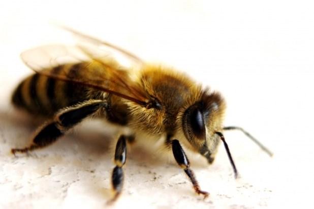 Na Sliki 4 je prikazana referenčna slika Kranjske čebele in likovna podoba čebele, ki smo jo oblikovali.