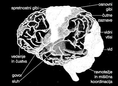 Možgansko sivino lahko kot zemljevid razdelimo na predele, ki prevzemajo posamezne naloge. To so tako imenovana senzorna središča.