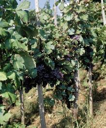 MIRNSKA DOLINA Primernost povr{in za vinograde. a) Primernost povr{in za vinograde (vrednoteno je celotno pore~je). Razred primernosti ([t.