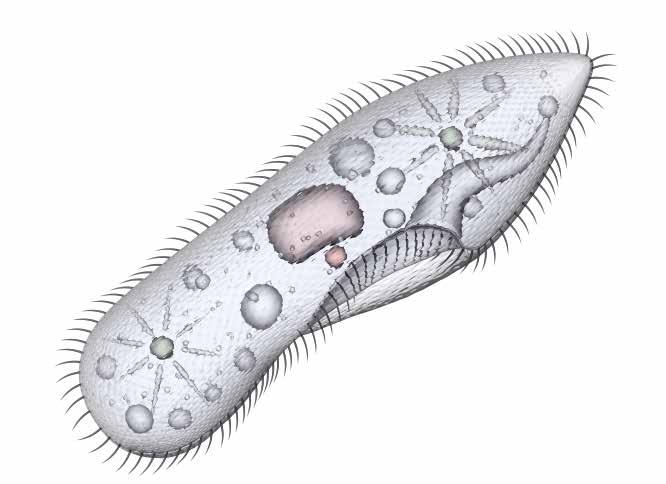 5 krčljiva vakuola veliko jedro citoplazma celična usteca malo jedro celična membrana migetalke a) ena celica b) z bakterijami skozi