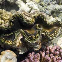 morskih organizmov: alge