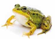 12 Zakaj lahko vidimo žival takšne barve? Tkivo in pigmenti v tkivu kože žabe absorbirajo ves spekter vidne svetlobe razen zelene svetlobe, ki jo vidimo kot zeleno barvo.