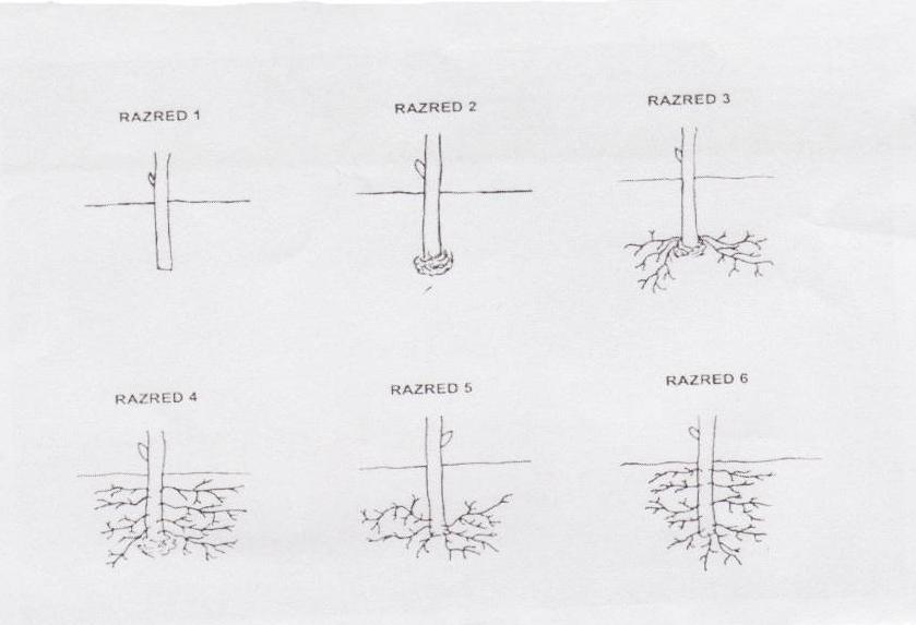 Na splošno ločimo več načinov tvorbe korenin pri potaknjencih: Slika 7: Shema za določitev vrst in mesta korenin.