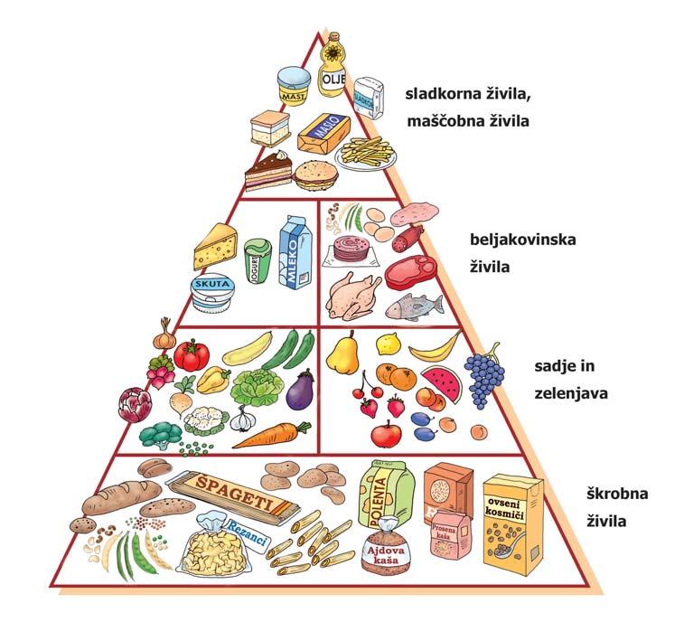 SKUPINE ŽIVIL V PIRAMIDI ZDRAVE PREHRANE Oblika piramide zdrave prehrane nam prikazuje, katerih skupin živil naj bo v naši prehrani več oziroma manj.