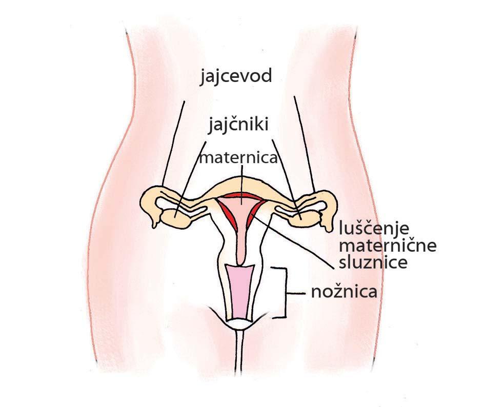SPREMEMBE PRI DEKLETIH IN FANTIH Dekletom se razvijejo prsi, zrastejo jim sramne dlake in dlake pod pazduho, medenica se razširi in zaobli, razvijejo se jim spolni organi, dobijo menstruacijo, koža