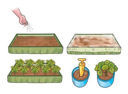 GOSPODINJSTVO 6 NAČINI VZGOJE CVETLIC Način vzgoje rastlin je odvisen od vrste rastline. Nekatere rastline zrastejo iz semen, druge iz čebulic.