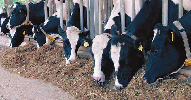 Uspešna reja krav molznic z mineralnimi krmnimi mešanicami Milkivit Uspešna reja krav molznic je rezultat optimalne kombinacije reje in krmljenja. Vsesplošnega recepta za uspeh ni.