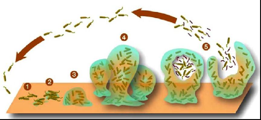 Problem mikrobnih biofilmov Predvsem pri patogenih bakterijah biofilmi predstavljajo resen problem, ker so v njih celice obdane s polisaharidnim ovojem, ki preprečuje dostop protimikrobmin