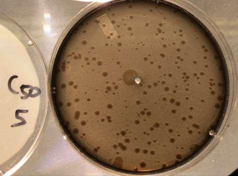 REZULTATI Vpliv komercialnega pripravka za mehčanje vode na rast bakterije Legionella pneumophila subsp.