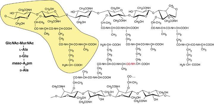 sosednje niti. Povezava med njima lahko poteka tudi posredno preko manjšega peptidnega mosta (23). Slika 5. Kemijska struktura peptidoglikana pri E. coli (23).