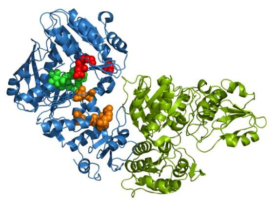 V mikromolarnem področju inhibicijo encima povzročajo še peptidosulfonamid II (IC50 = 181 μm) (28), nekateri fosfinati VI (RA = 8%) (29), naftil tetronska kislina III (IC50 = 13 μm) in fosforiliran