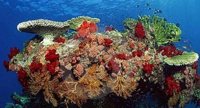 Povečana kislost oceanov Ogljikov dioksid se sprošča v ozračje z vsakim kurjenjem fosilnih goriv.