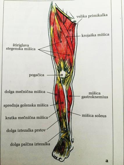 Stranska skupina: - m. peroneus longus (dolga mečna mišica), ki upogiba stopalo (plantarna fleksija), ga odmika (abducira) in obrača navzven (pronira), - m.