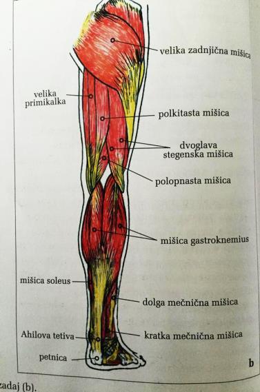 triceps surae (troglava mečna mišica) - sestavljata jo dve mišici: m. gastrocnemius (dvoglava mečna mišica) in m.