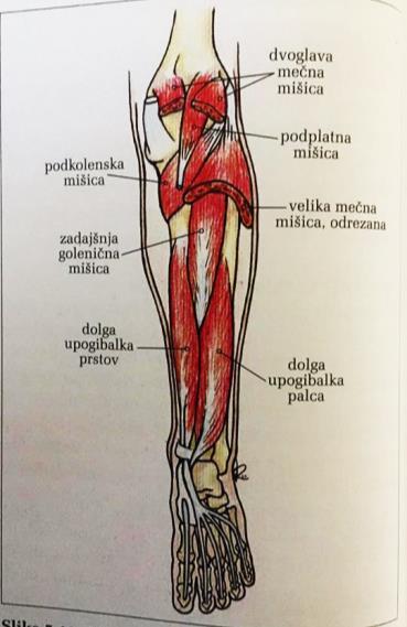 plantaris (podplatna mišica), ki ojačuje funkcijo m. triceps surae (troglava mečna mišica), saj se skupaj z Ahilovo kito pripne na petnico, - m.