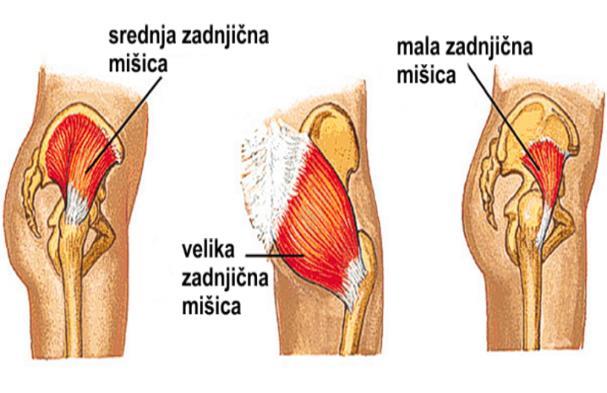 Slika 26 prikazuje mišice primikalke (adduktorjev) kolka: m. gracilis (sloka mišica), m. pectineus (grebenka), m. adduktor brevis (kratka pritezalka) m. adduktor longus (dolga pritezalka) in m.