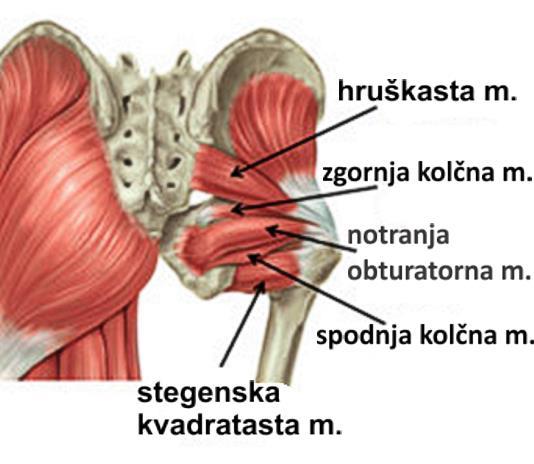 Slika 43. Mišice globoke plasti ob kolku (Tuta, 2013). Slika 43 prikazuje mišice globoke plasti ob kolku, ki so tudi sestavni del mišic medeničnega obroča. Slika 44.