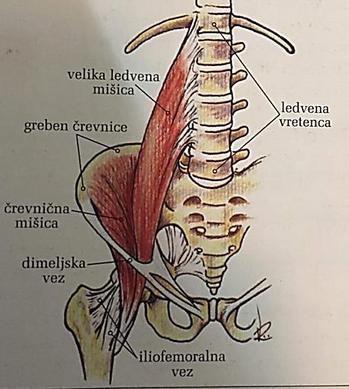 Pri počepu in pri FMS testu počepa s palico nad glavo velikokrat opazimo, da je ledveni del hrbtenice upognjen (medenica se rotira nazaj).