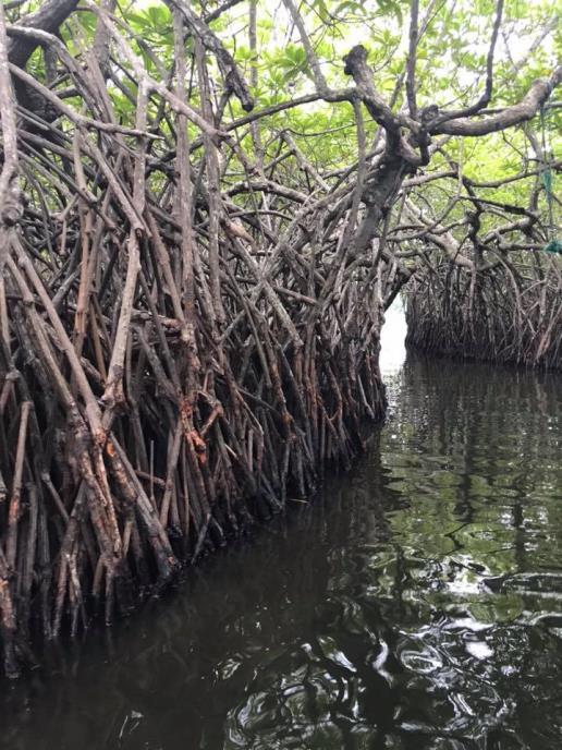 S čolnom se bomo odpeljali med skrivnostne otočke in skozi tunele mangrovih korenin do