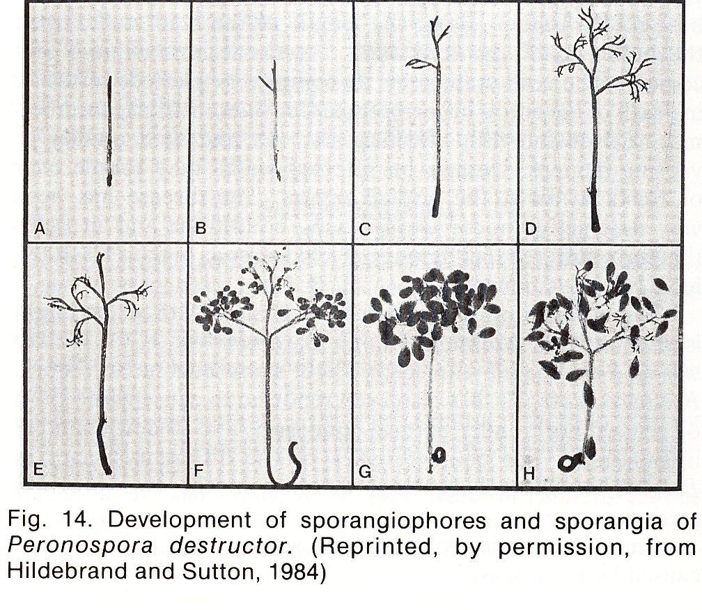 Ravnikar A. Odpornost štirih sort čebule (Allium cepa L.) na čebulno plesen [Peronospora destructor (Berk.) Casp. ex Berk.].