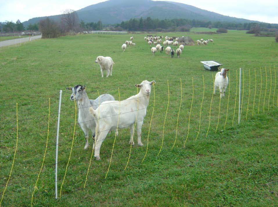 Slika 4. Čredinka, ograjena z električno mrežo. Čredo sestavljajo ovce, koze in pastirski psi. (A.
