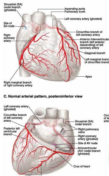 ISHEMIČNA BOLEZEN SRCA PREHRANA SRCA SA vozel a. coronaria dextra aorta truncus pulmonalis a. coronaria sinistra a. circumflexa a. interventricularis anterior A.