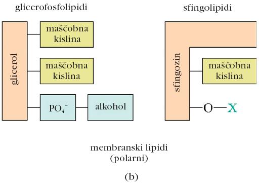 Polarni lipidi Po kemijski strukturi so podobni TG.