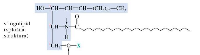 Polarni lipidi sfingolipidi Glicerol je zamenjan z molekulo aminoalkohola sfingozina.