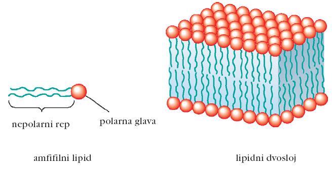Polarni lipidi Glicerofosfolipidi in sfingolipidi se zaradi