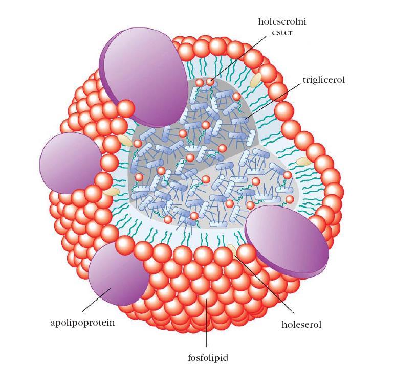 Steroidi - holesterol Holesterol je amfifilna molekula: polarna glava (-OH skupina) in hidrofobno področje (kondenzirani obroči in ogljikovodikovi repi).