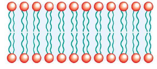 Biološke membrane So zaščitna plast okrog celic - plazemska membrana in celičnih organelov. Sestavljene so iz polarnih lipidov, proteinov in ogljikovih hidratov.