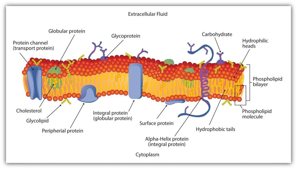 Biološke membrane Holesterol pomembno vpliva na lastnosti membran. Vsebnost niha med 3 % v mitohondrijski in 38 % v plazemski membrani.