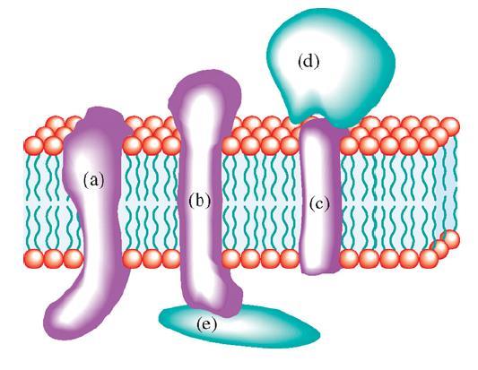 Biološke membrane Proteini so odgovorni za dinamično aktivnost celičnih membran. Imajo različne vloge: encimi, receptorski proteini, transportni proteini.