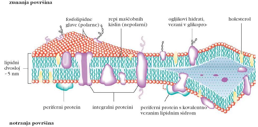 Biološke membrane Model, ki najbolje opiše organiziranost in dinamiko bioloških membran, je model tekočega mozaika.
