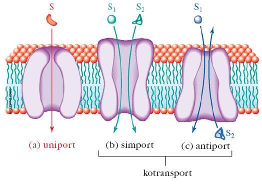 Pasivni transport Poznamo tri vrste/načine membranskega transporta: a) Uniport: prenos ene vrste molekul topljenca b)